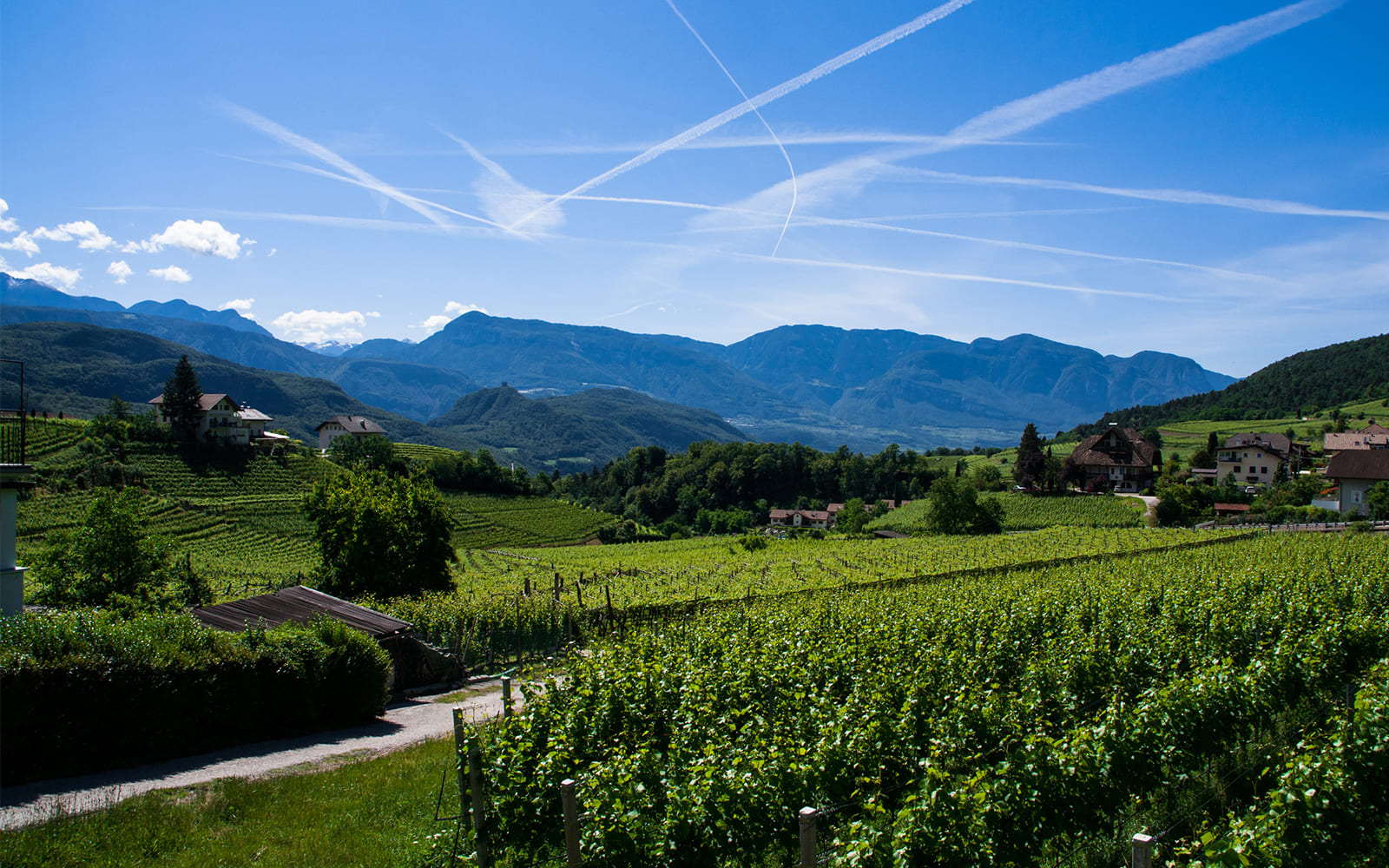 Wein und Rebsorten in Südtirol